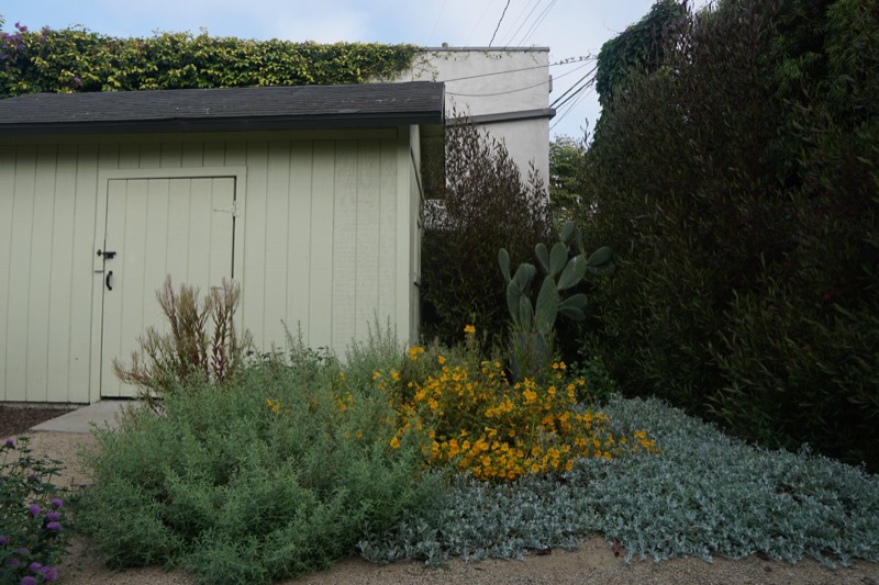 A prickly pear and a yellow-flowering shrub against the pale green shed, with silvery groundcover spilling forward.