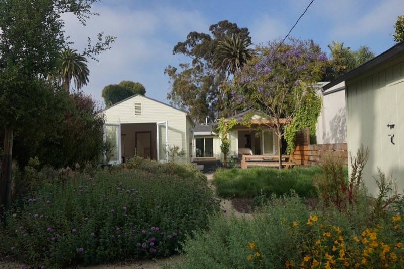 The established garden with a jacaranda in bloom, drifts of flowering perennials, and the white studio beyond.